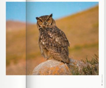 365 Birds of Chile